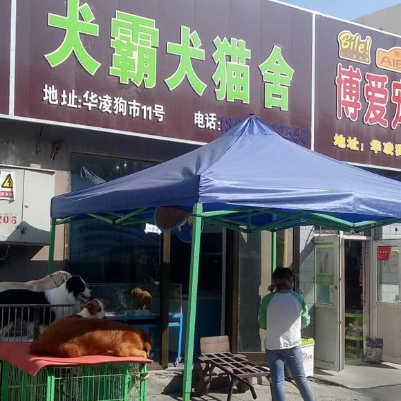 犬霸犬猫舍:乌鲁木齐市水磨沟区华凌干果市场附近