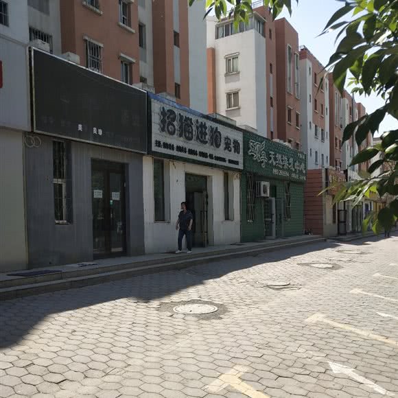 招猫进狗宠物:石河子市石河子市其它东城街道附近