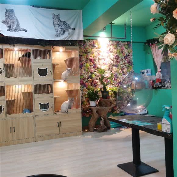 猫爪猫咖:长春市净月开发区净月公园/中信城附近