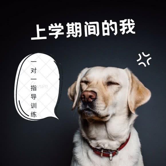 湾仔宠物训练学校:苏州市工业园区博览中心附近