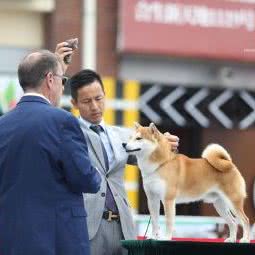 哆咕森狗狗:苏州市工业园区景城邻里中心附近