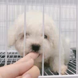 派多格宠物:苏州市工业园区青剑湖跨塘附近