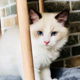 No.5 doll 布偶猫舍(苏州):苏州市工业园区青剑湖跨塘附近
