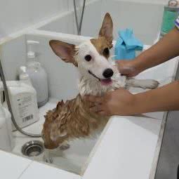 喵犬小舍宠物店:苏州市工业园区车坊附近