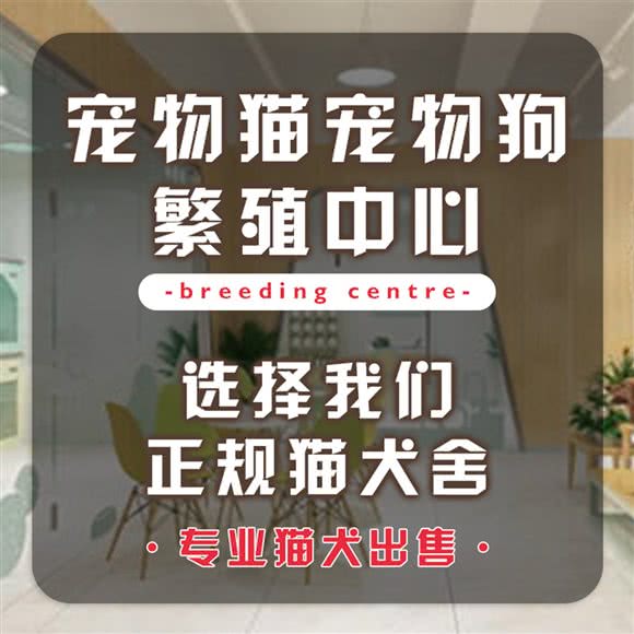 苏东宠物会所 宠物猫狗售卖:苏州市工业园区东方之门/湖滨新天地附近