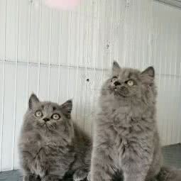 猫计划宠物馆:苏州市甪直甪直风景区附近