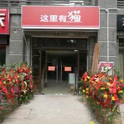 这里有猫:合肥市高新区新华学院附近