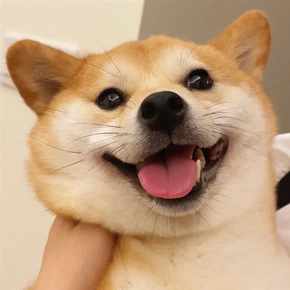 有它狗狗工作室:济南市高新区高新万达广场附近