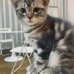 喜樂猫舍:郑州市郑东新区郑东新区CBD附近