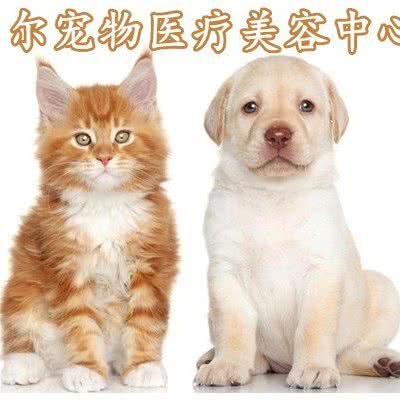 贝尔宠物医疗美容中心(沔阳公馆店):仙桃市城区刘口沔街/一中附近