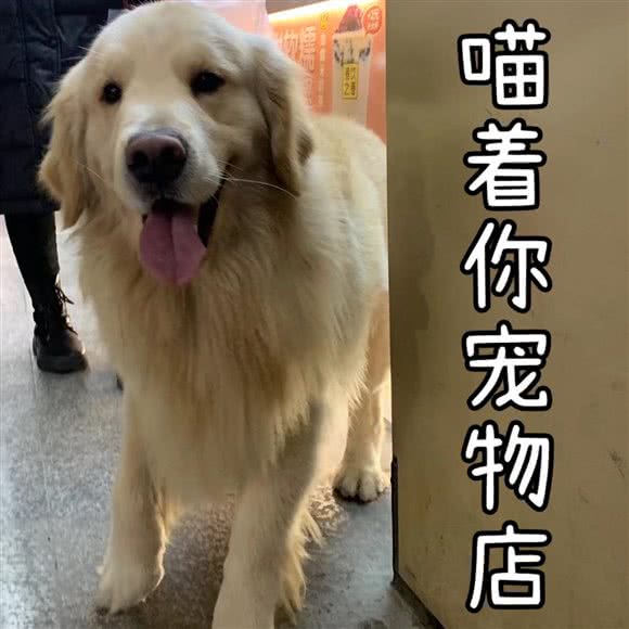 喵着你宠物生活馆:仙桃市城区德政园附近