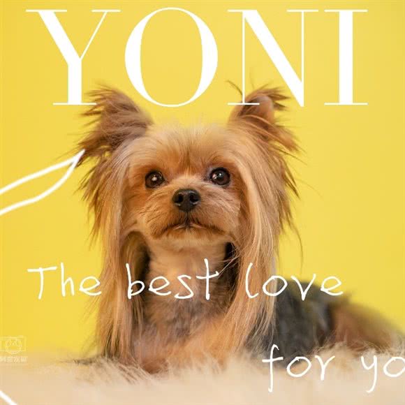 YONI宠物:西安市高新区丈八附近