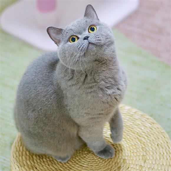 猫呦圈萌宠体验馆·猫咖·狗咖:西安市高新区丈八附近