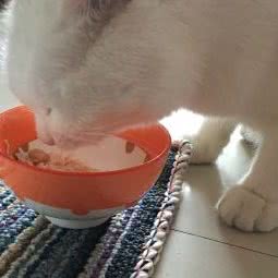 catisland猫岛家庭式猫咪寄养:西安市高新区电子城附近
