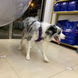 慕杨家宠物美容工作室:秦皇岛市北戴河区草厂附近