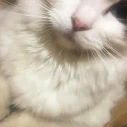 卡卡布偶猫舍:西安市高新区紫薇田园都市附近