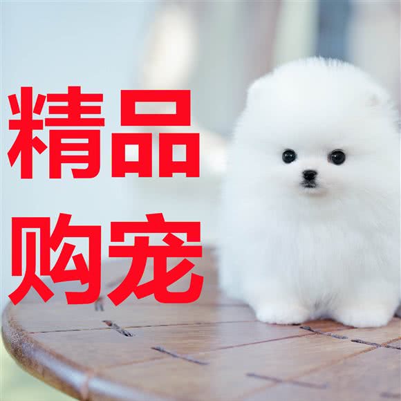 唐风购宠?精品高端宠物狗猫售卖:西安市高新区绿地世纪城附近
