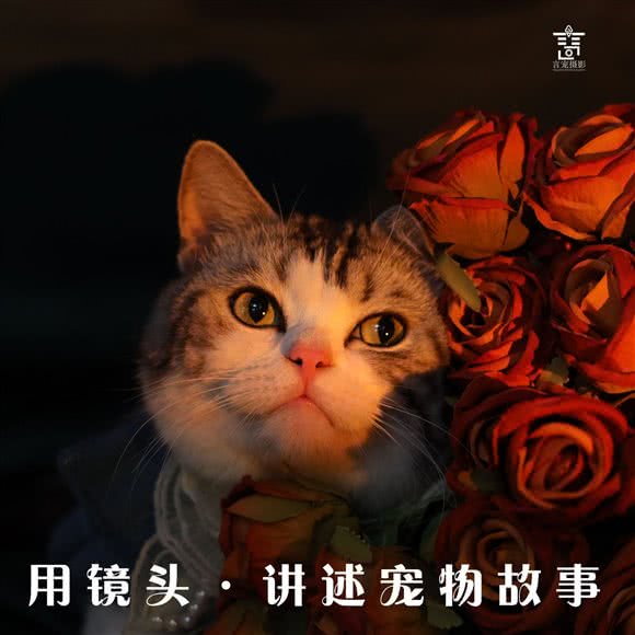 猫初宠物照相馆:东莞市东城街道东城万达广场附近