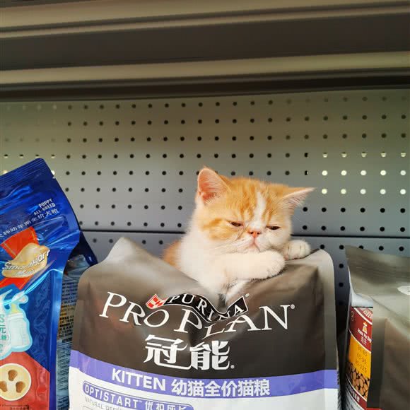 萌宠小筑宠物用品店(常营天街店):北京城区朝阳区常营附近
