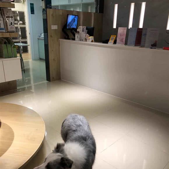 东东动物医院(金洲店):东莞市虎门镇地标广场/不夜天附近