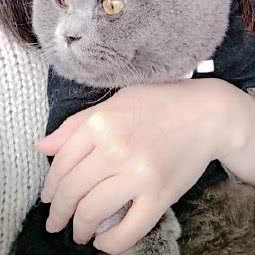 派多格宠物:东莞市厚街镇厚街大润发附近