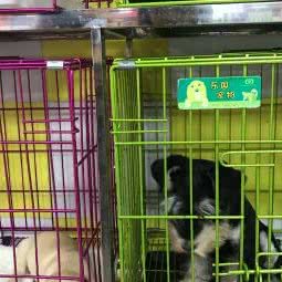 金盛宠物店:东莞市厚街镇康乐路附近