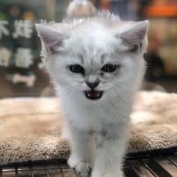 猫狗大战宠物店(长顺街店):东莞市大朗镇长盛广场附近