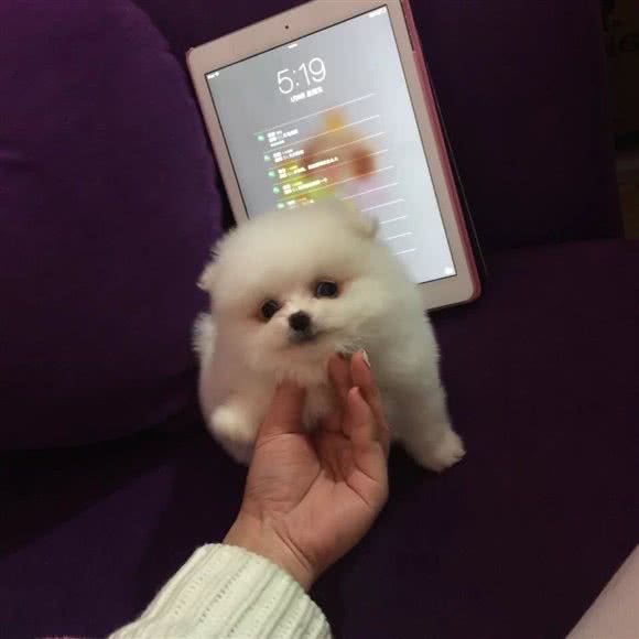 清溪犬舍:东莞市清溪镇清溪汽车客运站附近