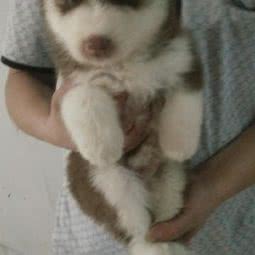 纳纳宠物:中山市石岐街道逢源商业街附近