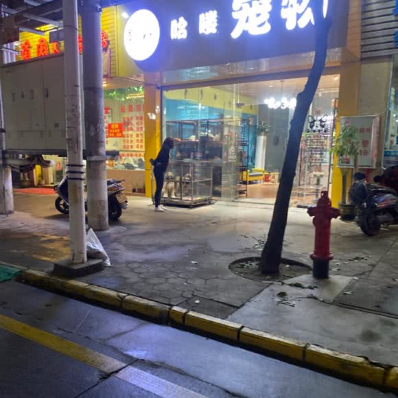 哈喽宠物:中山市小榄镇小榄城轨站附近