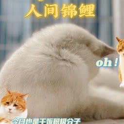 蓝小吉宠物工作室:中山市小榄镇小榄城轨站附近