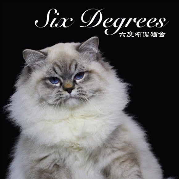 六度布偶猫舍:北京城区丰台区