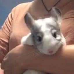 胖子家的龙猫小铺:北京城区东城区东四附近