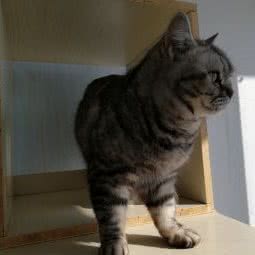 hellocat猫乐园猫咪寄养:北京城区通州区