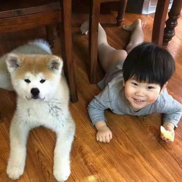 柴猫双全·柴咖·猫咖·柴犬秋田犬宠物乐园(1988店):北京城区通州区