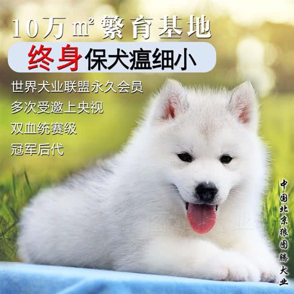 北京狼图腾犬业:北京城区通州区