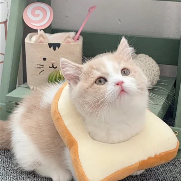 K?董猫舍:北京城区通州区