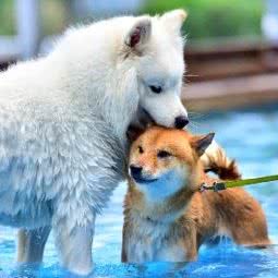 艾米秋田犬柴犬培育基地:北京城区通州区