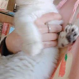 藏喵阁猫舍:北京城区通州区