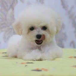 亿佳犬舍:北京城区通州区