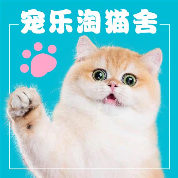 宠乐淘猫舍:北京城区通州区