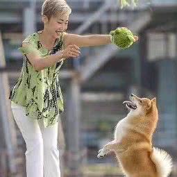 湿草宠物·日本柴犬俱乐部:北京城区顺义区