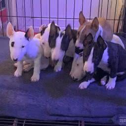 北京凉鼻头犬业繁殖中心:北京城区顺义区
