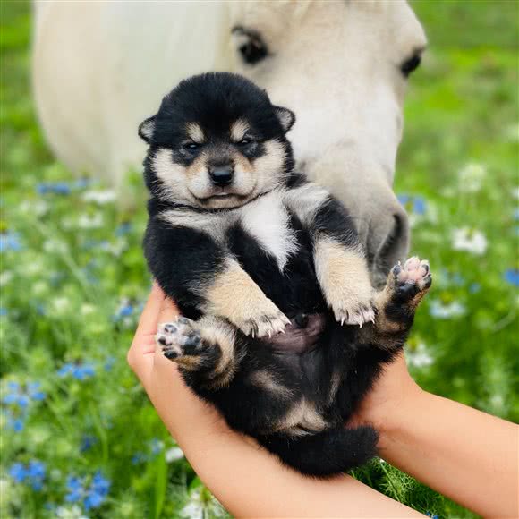 阳光柴犬舍:北京城区顺义区
