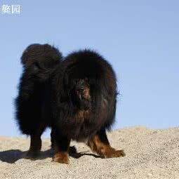 金港獒园:北京城区顺义区