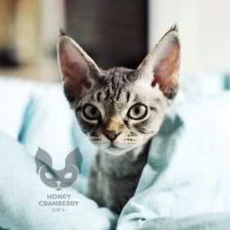 哈尼喵德文卷毛猫舍:北京城区大兴区