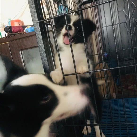 淼喵萌宠:天津城区津南区