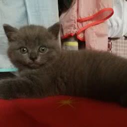 901猫舍:天津城区滨海新区