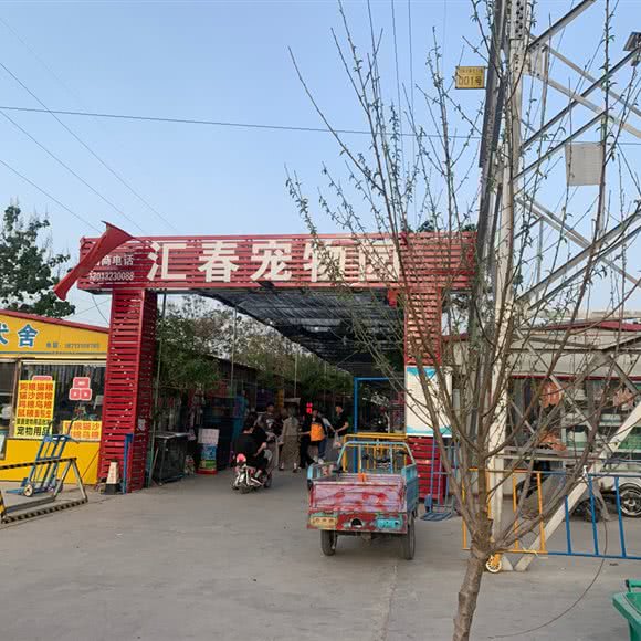 汇春狗狗园:石家庄市长安区