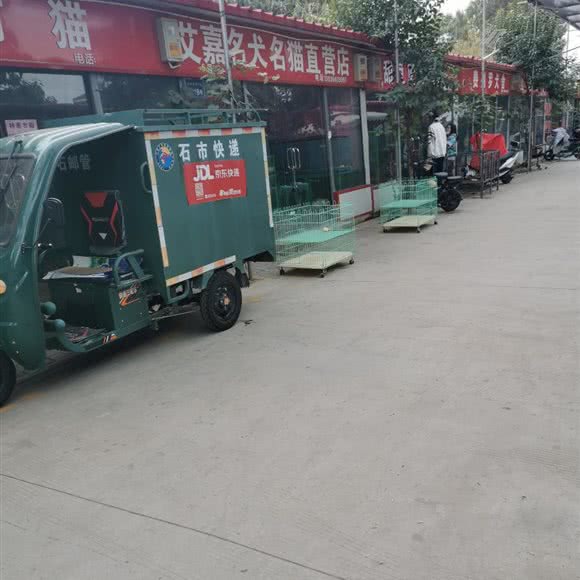 艾嘉名犬名猫直营店:石家庄市长安区